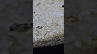 Julidochromis transcript fry allmymoneygoestofish fishtank fishaquarium music [upl. by Leach810]