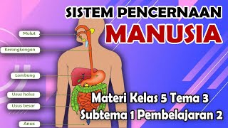 SISTEM PENCERNAAN MANUSIA KELAS 5 SD [upl. by Lilac]