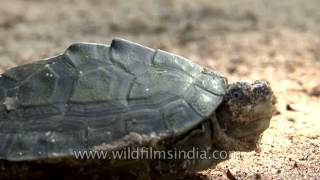 Indian roofed turtle basking under the sun in Crocodile Centre at Deori Morena [upl. by Ebberta102]