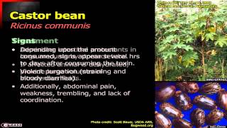 Plants that are Poisonous to Livestock  Part 3 Castor Bean Chinaberry and Cocklebur [upl. by Nnairahs]