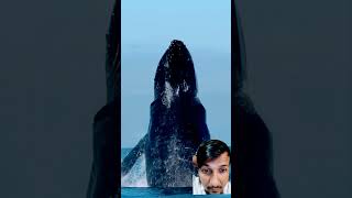 Who saw real whale । whale ocean wildlife nature sea shark whalecommunication [upl. by Ahsimek867]