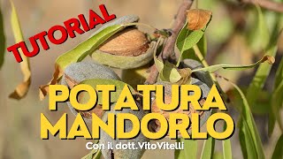 Potatura del Mandorlo  Tutorial [upl. by Maibach829]