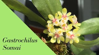 Gastrochilus Somai Orchid [upl. by Alamap]