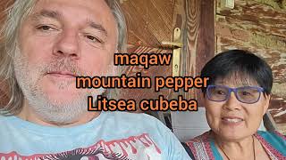 Taiwanese indigenous food and mountain pepper Litsea cubeba interview with prof Joyce Hsiuyen Yeh [upl. by Goggin184]