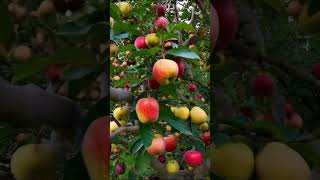 Best apples 3 fruit garden apple best [upl. by Kirrad343]