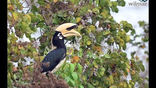 Wilmar Conservation in Action [upl. by Yrollam]