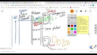 Translocation AQA Biology A Level [upl. by Hook]