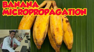 MICROPROPAGATION IN BANANA  TAMIL EXPLANATION  வாழையில் நுண் பெருக்கம் [upl. by Talbot]