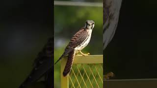 Meet the American Kestrel North America’s Smallest Falcon ￼ [upl. by Seidler]