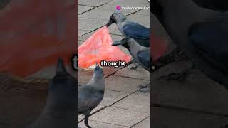 Crows Are Psychopaths  15 Crazy Facts About Crows [upl. by Jonas]