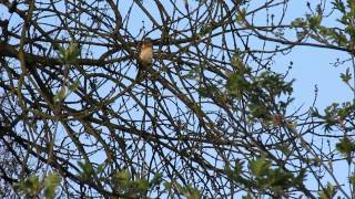 Kwiczoł  Turdus pilaris   wygląd i odgłosy [upl. by Cyma359]