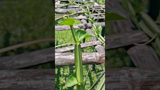 Hadjod Plant  Cissus Quandrangularis  shorts viralvideo viralshorts plants garden [upl. by Lewse]