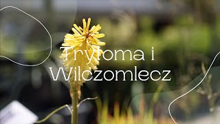 Trytoma i Wilczomlecz [upl. by Jan]