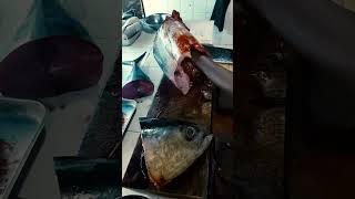 Tuna Cutting Skill  bigger tuna cutting Sashimi [upl. by Wende277]