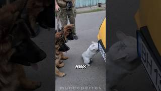 5 razas de perros prohibidas en el mundo [upl. by Thamora]