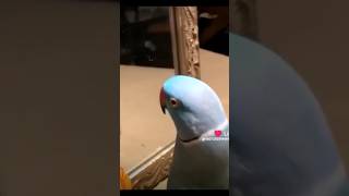 Parrot I love you taking shortvideo funny [upl. by Ennayehc]