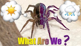 Pet Wolf Spiders What Are We [upl. by Breech479]