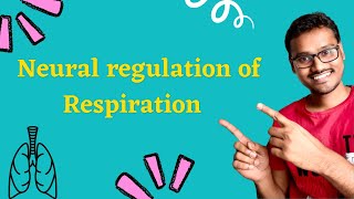 Regulation of respiration  Neural control [upl. by Akenet]