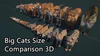 Big Cats Size Comparison 3D  The largest cat in the world [upl. by Elle]