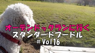 【スタンダードプードル】オーデンドックランに行く＃Vol16 [upl. by Ahsiaa]