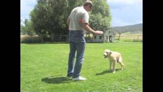 Colorado Dog Trainer 7 month old Yellow Labrador Retriever [upl. by Aynod795]