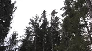 Strong Howling Wind Sound 2 Hours  Swaying Spruce Trees in The Wind [upl. by Tihom124]