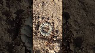 Lophophora williamsii habitat and some of its neighbors 🌵 [upl. by Nwahsat]