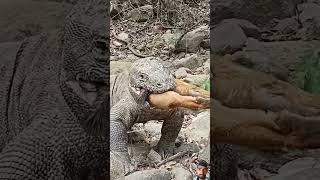 😱😱animals komodo iguana komodonationalpark dinosaur komodoisland lizard savekomodo reptiles [upl. by Egiap591]