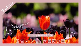 国営アルプスあづみの公園 Spring Festa2024 広大な敷地一面に咲き誇るチューリップと菜の花ꕤ [upl. by Nolyag]