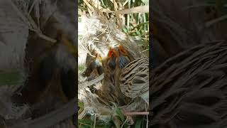 Zitting cisticola bird babies P 9 shorts youtubeshorts viralshort [upl. by Virge803]