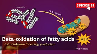 Lipid metabolism Explained 🔍🧬 Fat metabolism  Beta oxidation of fatty acids [upl. by Anuska492]