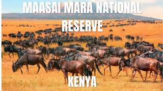 Life in Maasai Mara National Reserve [upl. by Kahl]