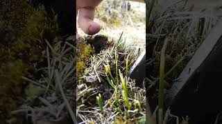 Fresh cordyceps digging farming [upl. by Nnarual]