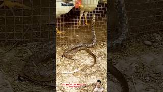 Con rắn ngu ngốc đi xin trứng gà và cái kết bị mổ túi bụi Snake enters chicken coop to ask for eggs [upl. by Atiraj]