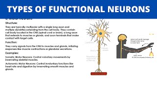 TYPES OF FUNCTIONAL NEURONS  Sensory Motor and Interneurons  Nervous System [upl. by Jeraldine779]