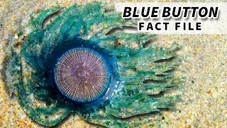 Blue Button Facts NOT a JELLYFISH  Animal Fact Files [upl. by Hassin991]