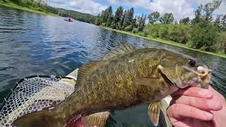 Alder Lake Perch and some decent bass [upl. by Jonme]