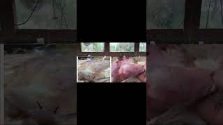 gumboro disease in poultrysymptoms and treatmentpoultryfarming [upl. by Alakim824]