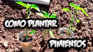 Como Plantar Pimientos O Chiles En El Huerto Paso a Paso  La Huertina De Toni [upl. by Palma827]