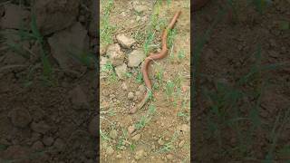 Nache 🐍Nagin gali 🐍gali short viral video [upl. by Eiramnna]