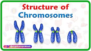 Structure of Chromosomes Chromosome morphology amp Karyotyping  USMLE Step 1 [upl. by Newby]