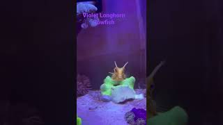 Beautiful Longhorn Cowfish 01242022 [upl. by Gregorius]