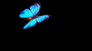 blue butterfly on black [upl. by Alra279]