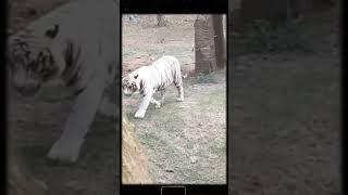 Delhi national park 😊shortsvideo reels park india nationalpark subscribe [upl. by Akirrehs]