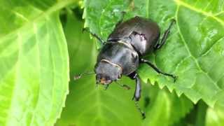 Scarabée dans le jardin [upl. by Neuburger]