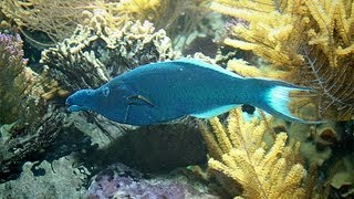 Gomphosus caeruleus and Clownfish or anemonefish [upl. by Reste]