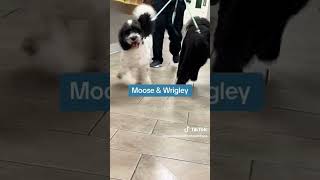 Time to go home doglover puppy pets doglife dogfriendly grooming doggo cute [upl. by Cart110]