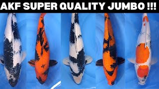 AKF Super Quality Jumbo Ada yg Show Quality harga Spesial [upl. by Nerok]