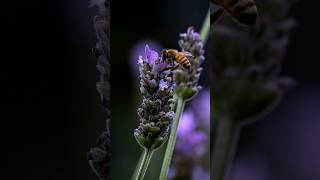 Lavander and a Honey Bee lavanda flower bee honey plants plantas abejasmiel lavander [upl. by Egief]