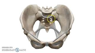 The Bony Pelvis  DrAhmed Farid [upl. by Wilkey]